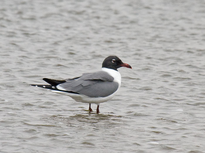 Laughing Gull