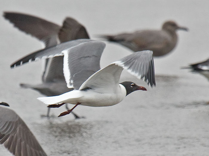 Laughing Gull