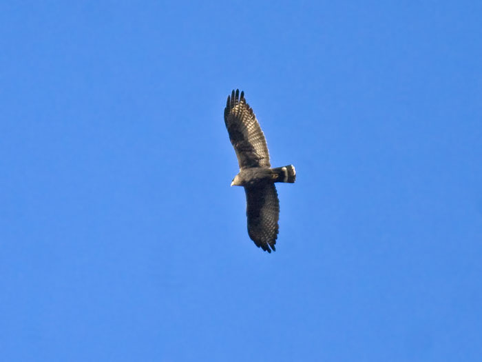 Zone-tailed Hawk