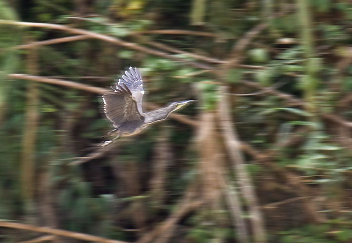 Fasciated Tiger-Heron