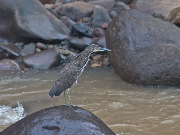 Fasciated Tiger-Heron