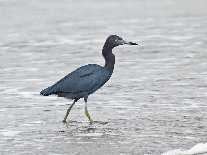 Little Blue Heron