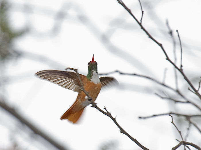 Amazilia Hummingbird