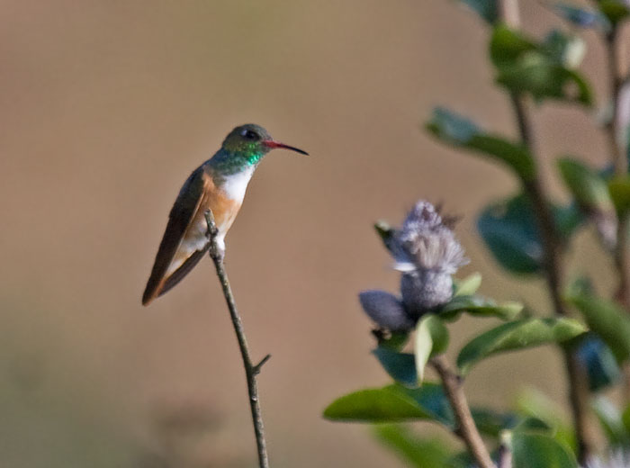 Amazilia Hummingbird