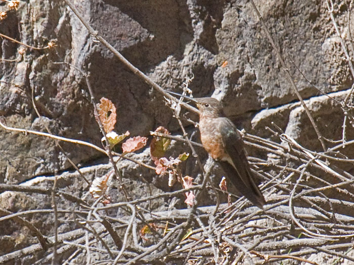 Giant Hummingbird