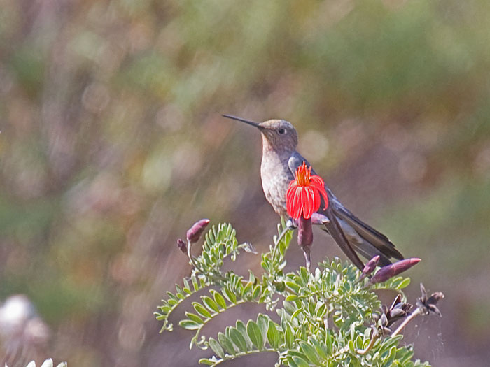 Giant Hummingbird