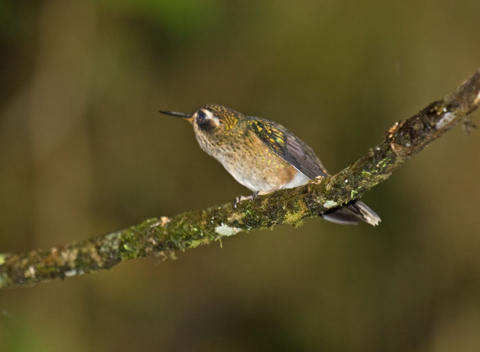 Speckled Hummingbird
