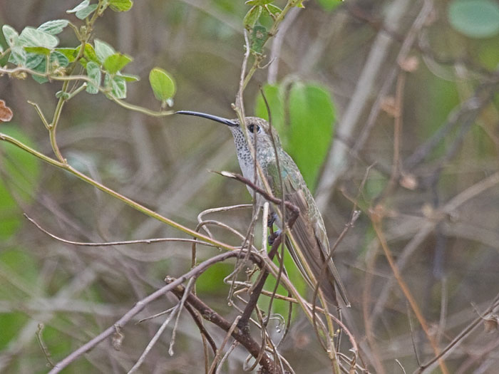 Spot-Throated Hummingbird