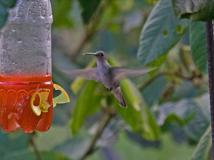 White-bellied Hummingbird