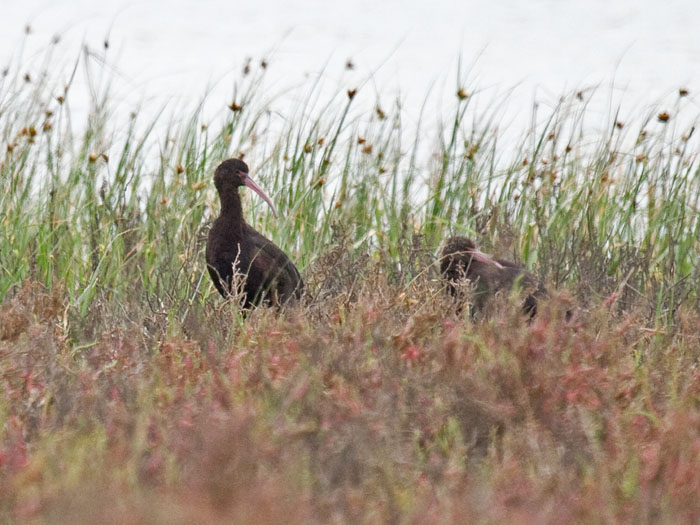Puna Ibis