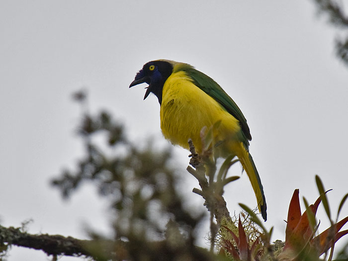 Green Jay
