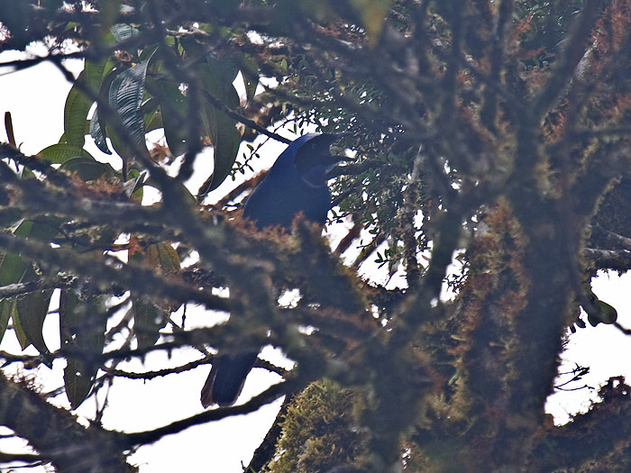 White-collared Jay