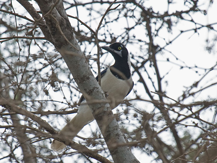 White-tailed Jay