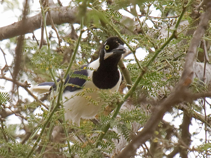 White-tailed Jay