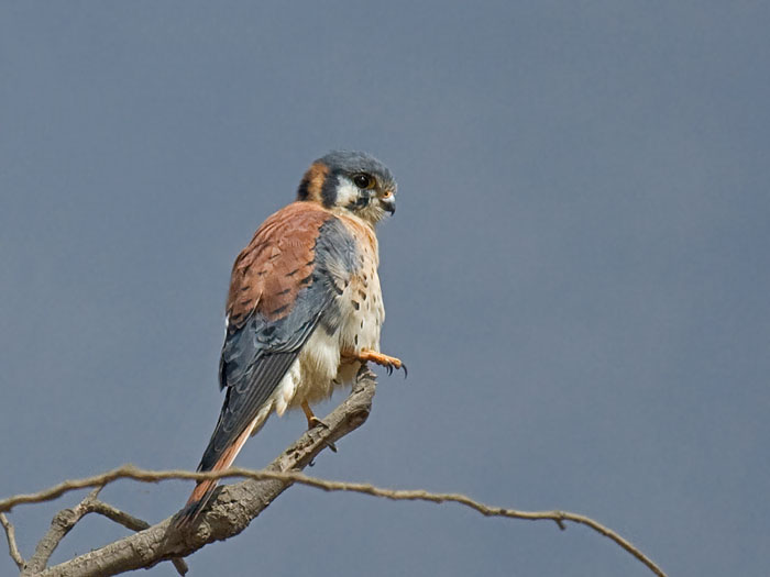 American Kestrel