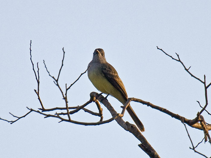 Tropical Kingbird
