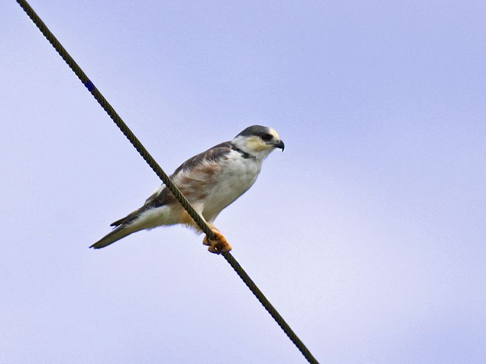 Pearl Kite
