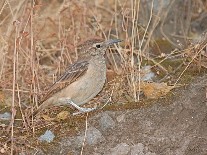 Thick-billed Miner