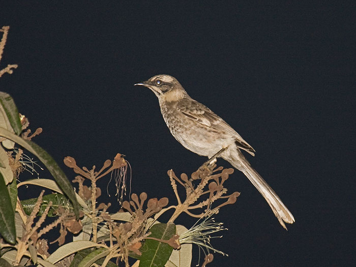 Long-tailed Mockingbird