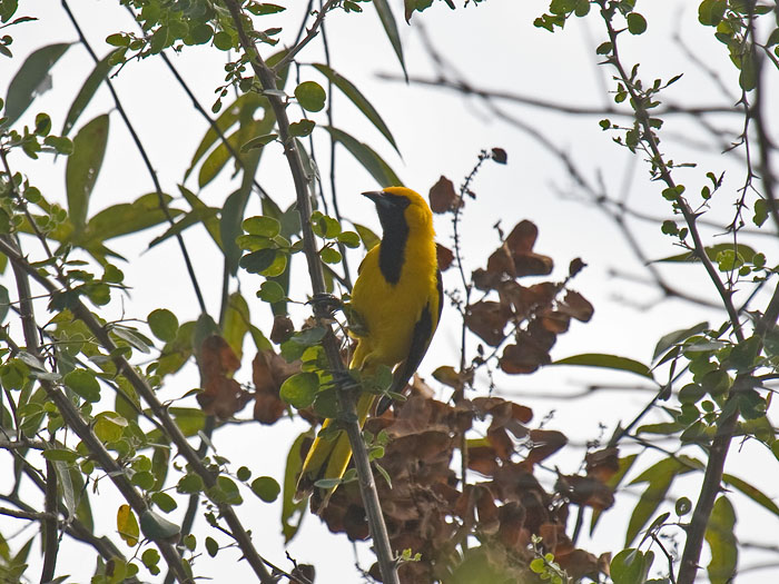 Yellow-tailed Oriole