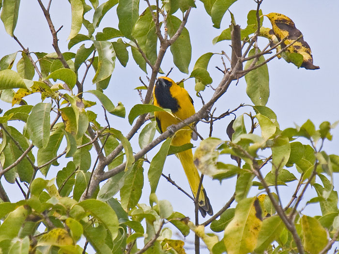 Yellow-tailed Oriole