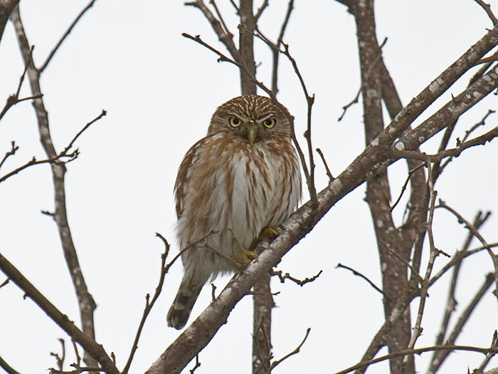 Peruvian Pygmy-Owl