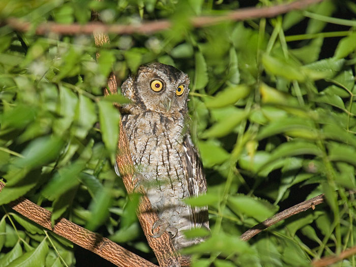West Peruvian Screech-Owl