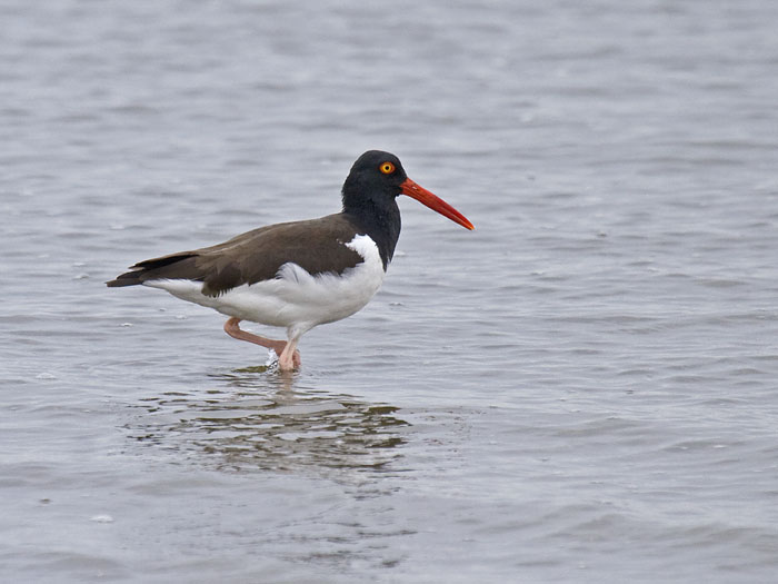 American Oystercatcher