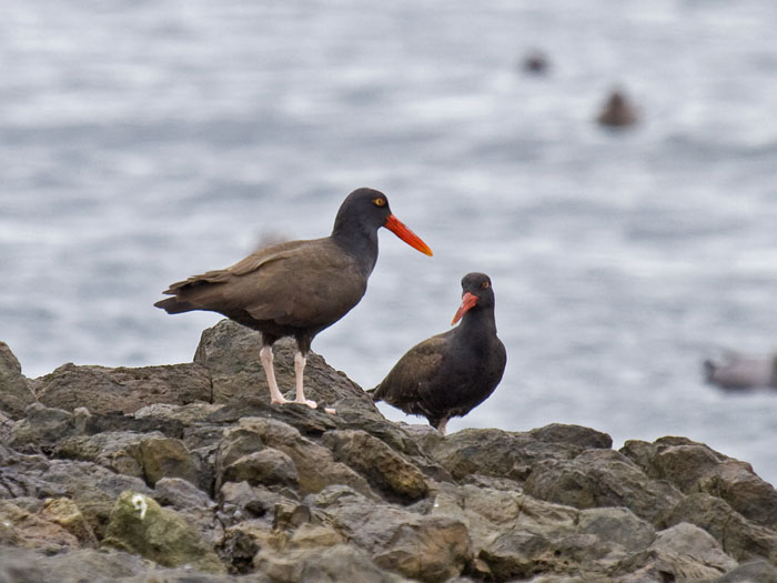 Blackish Oystercatcher