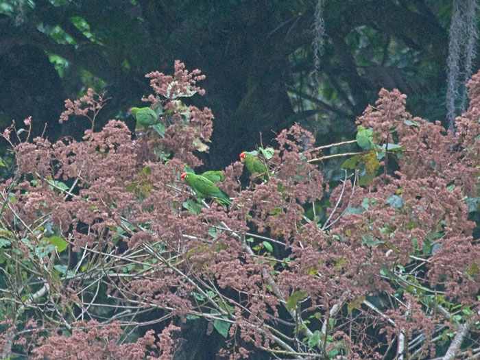 Mountain Parakeet