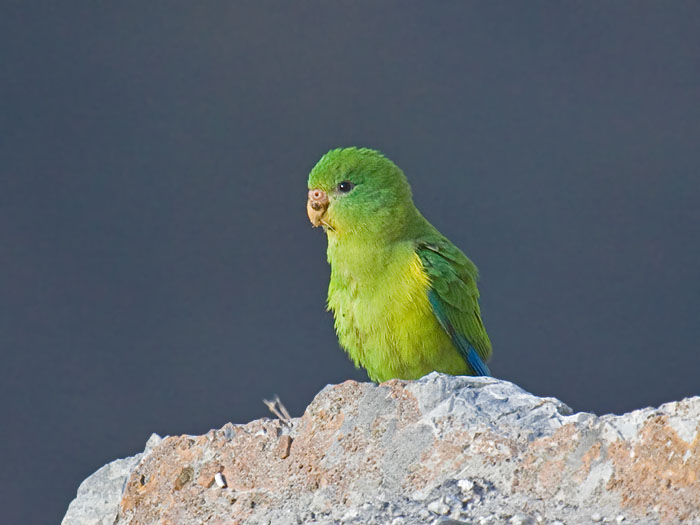 Mountain Parakeet