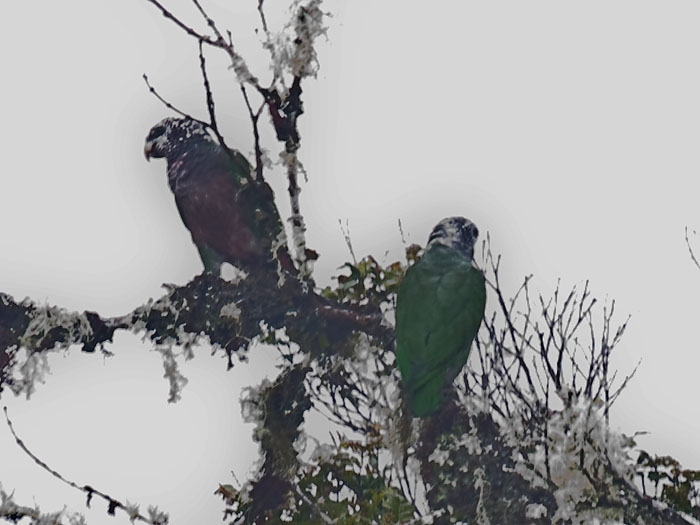 Speckle-faced Parrot