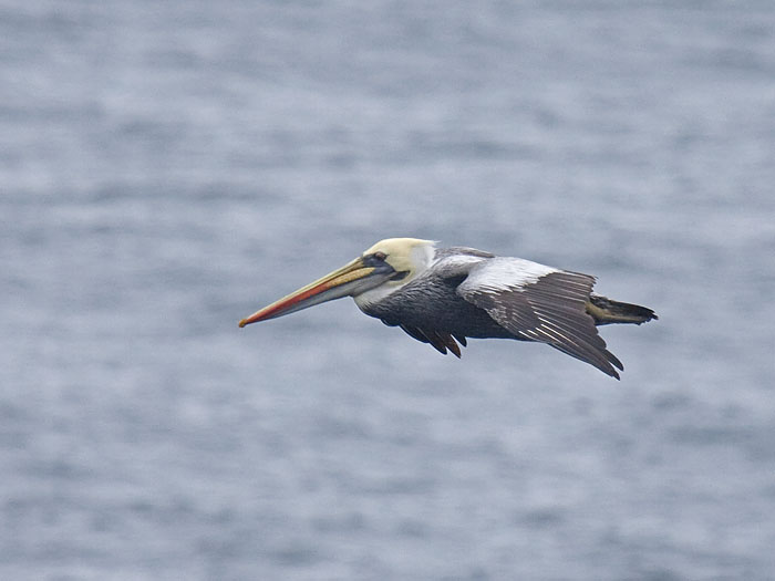 Peruvian Pelican
