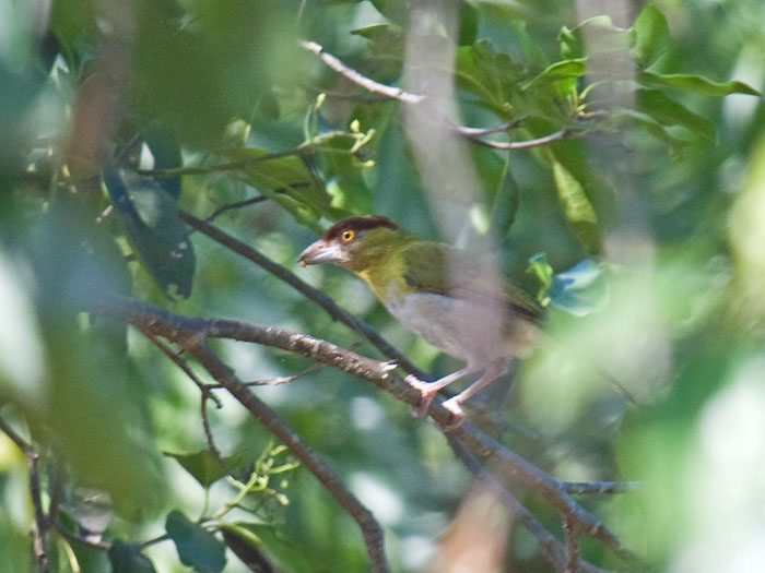 Rufous-browed Peppershrike