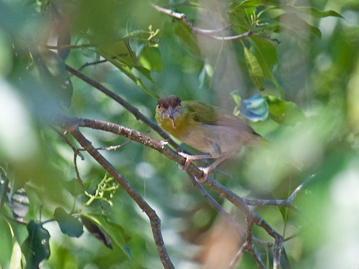 Rufous-browed Peppershrike