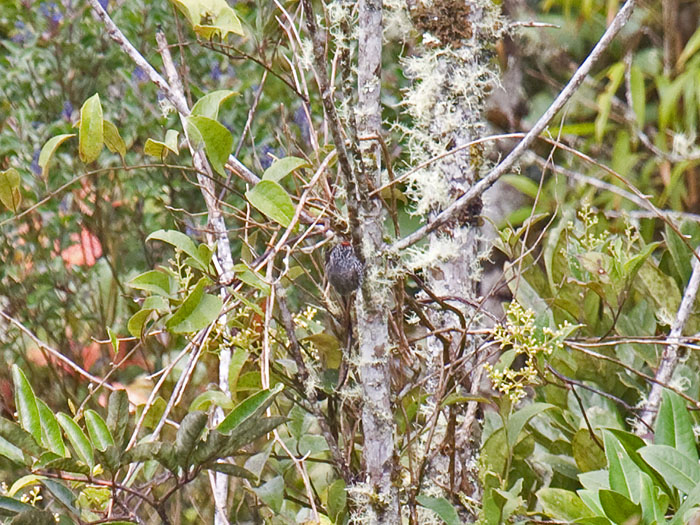 Speckle-chested Piculet
