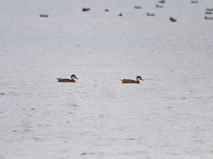 White-cheeked Pintail