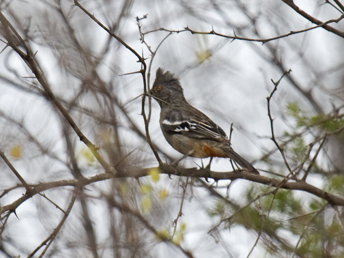 Peruvian Plantcutter