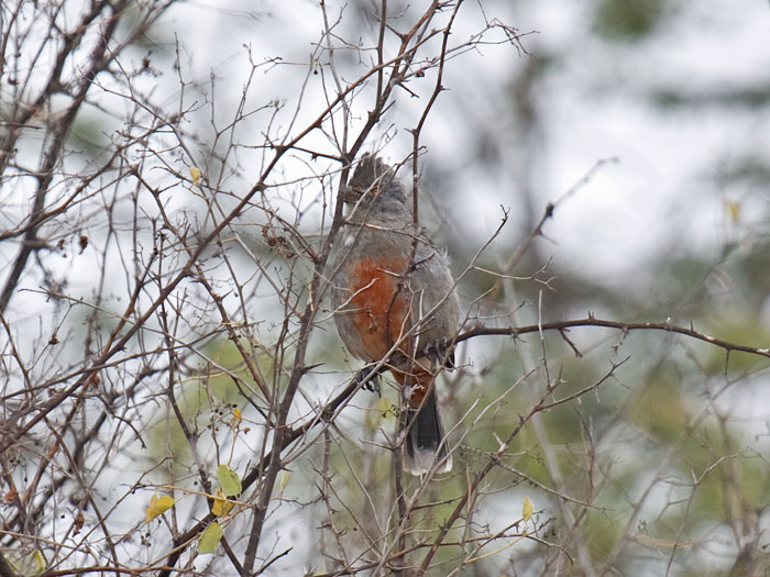 Peruvian Plantcutter