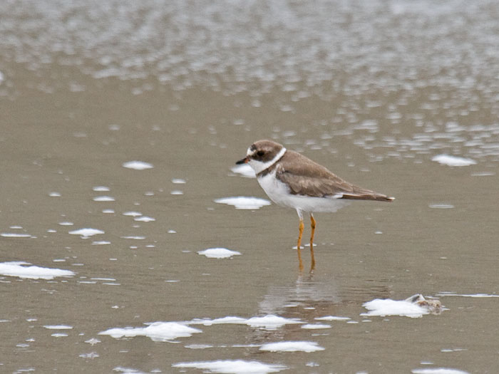 Semipalmated Plover