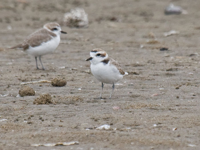 Kentish Plover