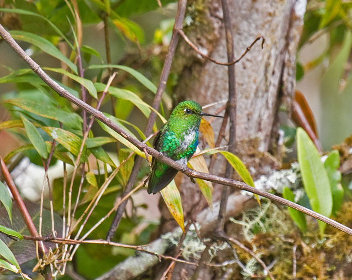 Emerald-bellied Puffleg