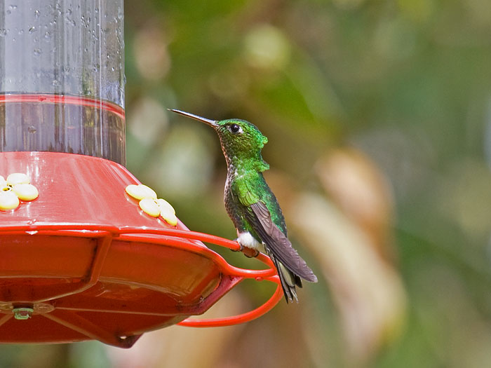 Emerald-bellied Puffleg