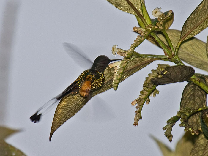 Booted Racket-tail