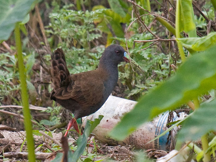Plumbeous Rail