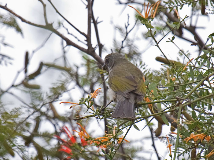 Streaked Saltator