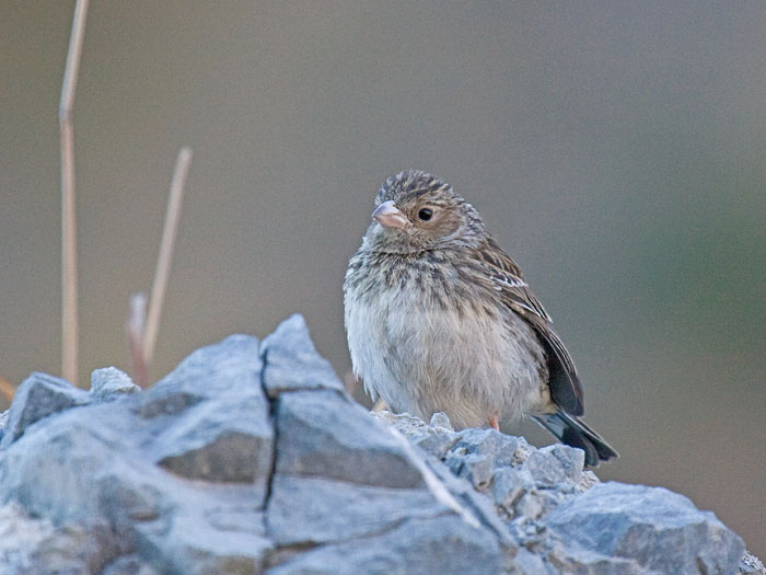 Band-tailed Seedeater female