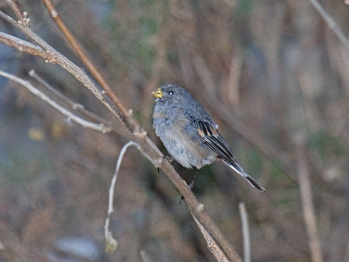 Band-tailed Seedeater male