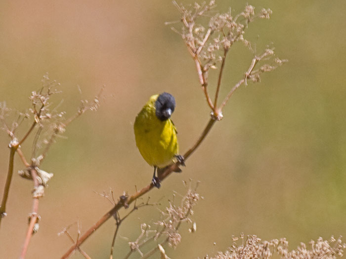 Hooded Siskin