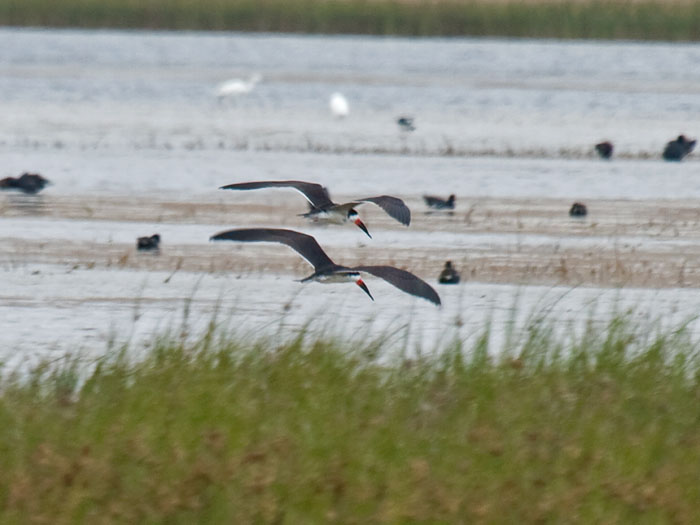 Black Skimmer